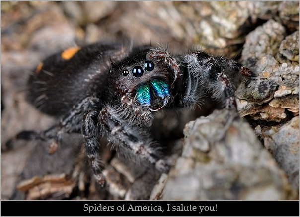 Daring jumping spider (Phidippus audax) giving a "salute."