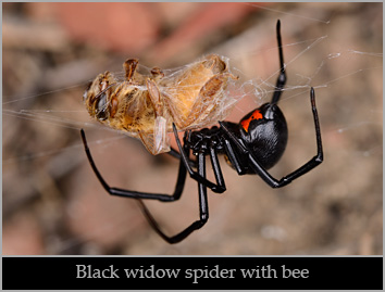 Western black widow spider (Latrodectus hesperus) eating a bee.  Solano County, California.  Stock Photo ID=SPI0203