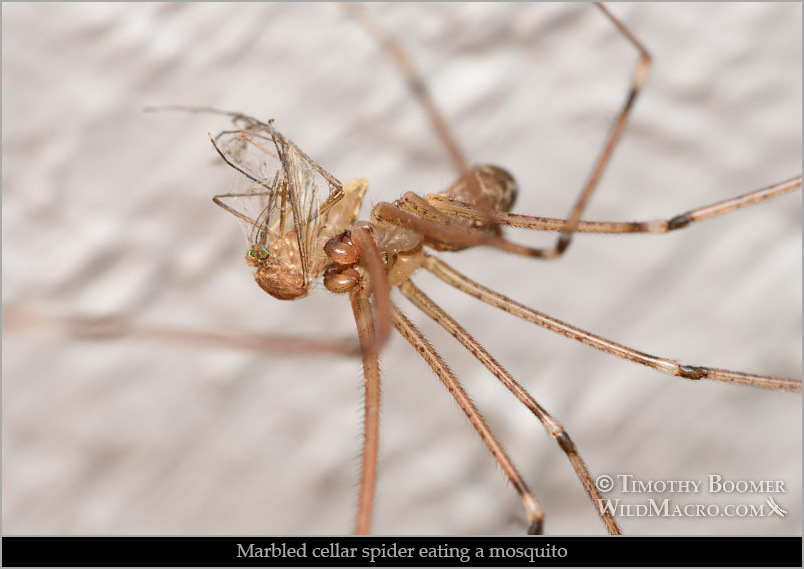 Marbled cellar spider (Holocnemus pluchei) eating a mosquito.  Solano County, California. Stock Photo ID=SCE0277