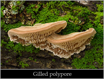 Gilled polypore (Trametes betulina).