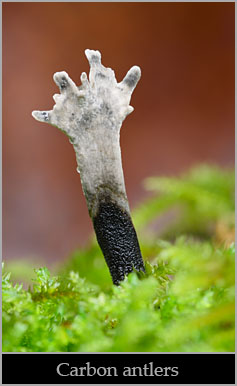Carbon antlers (Xylaria hypoxylon).