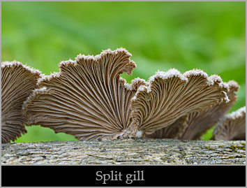 Split gill (Schizophyllum commune).