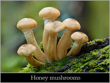 Honey mushroom (Armillaria mellea).