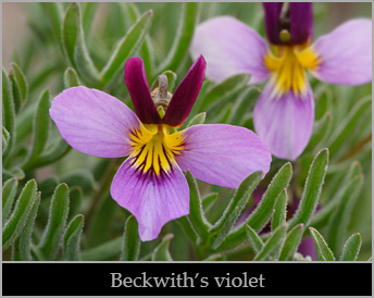 Beckwith's violet (Viola beckwithii).