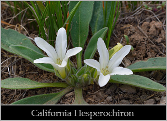 California hesperochiron (Hesperochiron californicus).