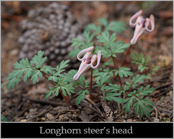Longhorn steer's head (Dicentra uniflora).