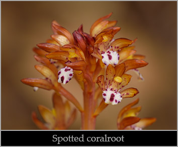 Spotted coralroot (Corallorhiza maculata var. occidentalis).