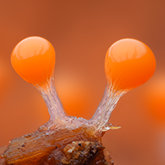 Salmon-eggs slime mold (Hemitrichia decipiens).