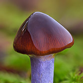 Slimy purple-stemmed cort (Cortinarius seidliae).