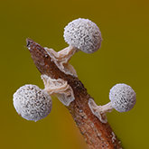Slime mold (Didymium squamulosum).