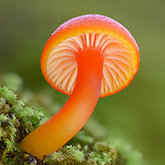 Red waxcap (Hygrocybe sp.).