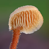 Earpick fungus (Auriscalpium vulgare).