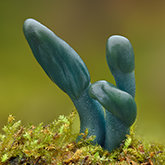 Green earthtongue (Microglossum viride).