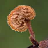 Earpick fungus (Auriscalpium vulgare).