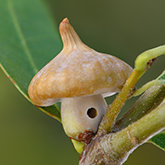 Mushroom gall wasp (Heteroecus sanctaeclarae)