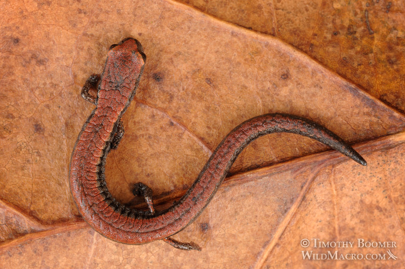 California slender salamander (Batrachoseps attenuatus).  Skyline Wilderness Park, Napa County, California.  Stock Photo ID=ANI0062