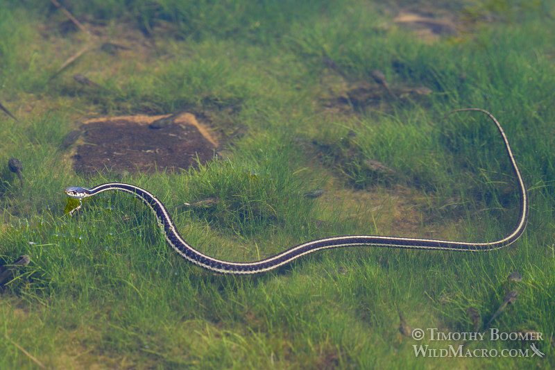 Mountain garter snake (Thamnophis elegans elegans) hunting tadpoles in a small pond.  Carson Pass, Eldorado National Forest, Sierra Nevada, Alpine County, California.  Stock Photo ID=ANI0088