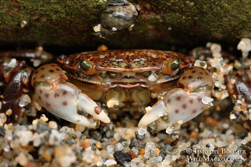 Purple shore crab (Hemigrapsus nudus).  Bodega Bay, CA.  Stock Photo ID=ANI0057