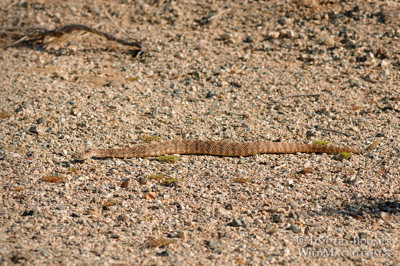 The southwest speckled rattlesnake (Crotalus mitchellii pyrrhus) is a venomous pit viper with a preference to rocky habitats.  Joshua Tree National Park, CA.  Stock Photo ID=ANI0074