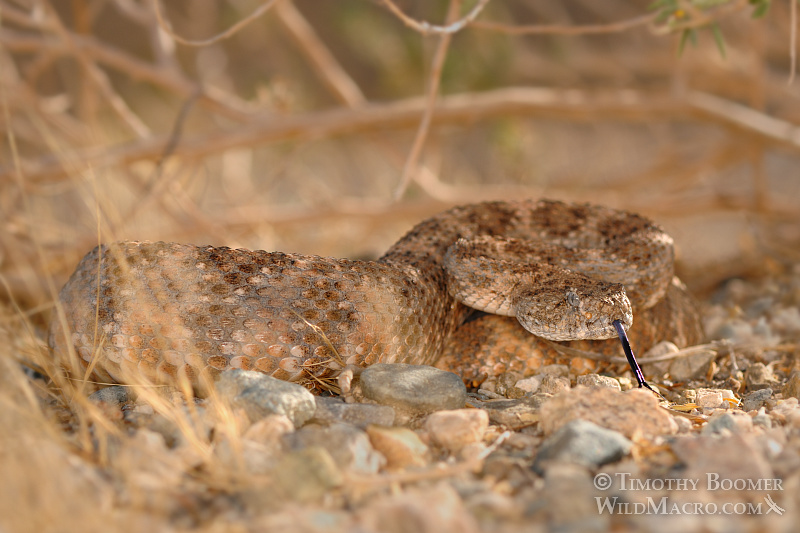 The southwest speckled rattlesnake (Crotalus mitchellii pyrrhus) is a venomous pit viper with a preference to rocky habitats.  Joshua Tree National Park, CA.  Stock Photo ID=ANI0075