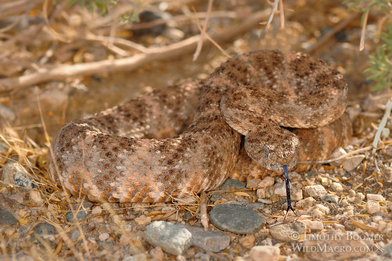 The southwest speckled rattlesnake (Crotalus mitchellii pyrrhus) is a venomous pit viper with a preference to rocky habitats.  Joshua Tree National Park, CA.  Stock Photo ID=ANI0076