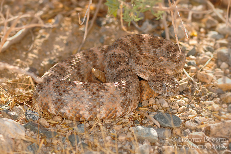 The southwest speckled rattlesnake (Crotalus mitchellii pyrrhus) is a venomous pit viper with a preference to rocky habitats.  Joshua Tree National Park, CA.  Stock Photo ID=ANI0077