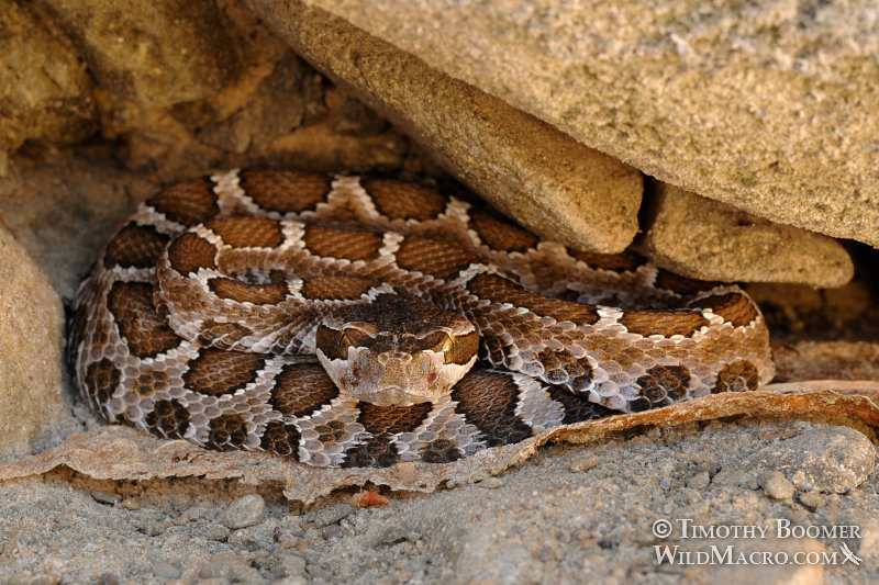 Western rattlesnake (Crotalus viridis).  Stebbins Cold Canyon Reserve, Solano County, California.  Stock Photo ID=ANI0060