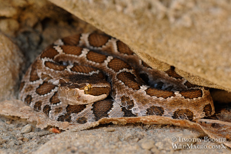 Western rattlesnake (Crotalus viridis).  Stebbins Cold Canyon Reserve, Solano County, California.  Stock Photo ID=ANI0061