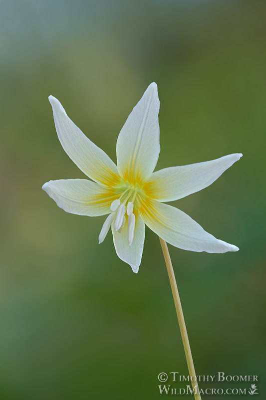 California fawn lily (Erythronium californicum). Sonoma County, California, USA.  Stock Photo ID=PLA0653