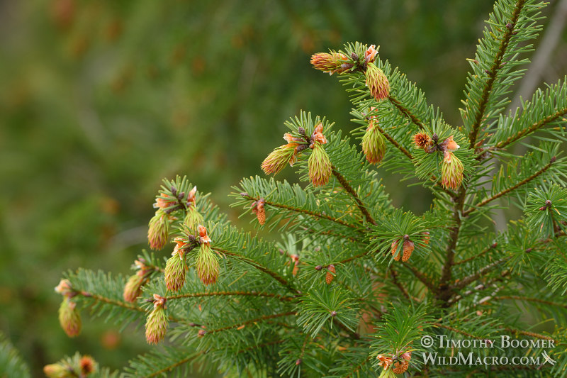 Douglas fir (Pseudotsuga menziesii var. menziesii).  Mount Tamalpais State Park, Marin County, California, USA.  Stock Photo ID=PLA0546