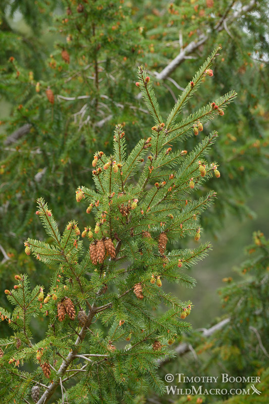 Douglas fir (Pseudotsuga menziesii var. menziesii).  Mount Tamalpais State Park, Marin County, California, USA.  Stock Photo ID=PLA0547