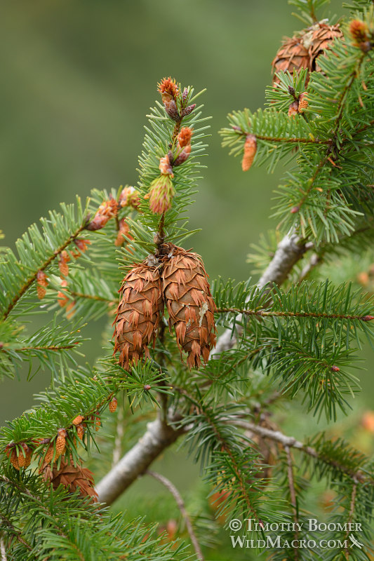 Douglas fir (Pseudotsuga menziesii var. menziesii).  Mount Tamalpais State Park, Marin County, California, USA.  Stock Photo ID=PLA0548