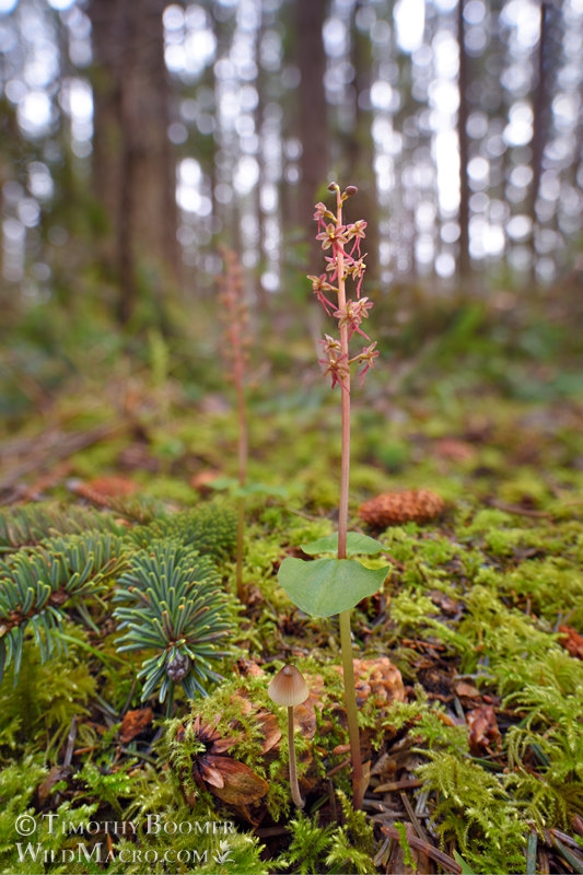 Heartleaf twayblade (Neottia cordata).  Humboldt County, California, USA.  Stock Photo ID=PLA00686