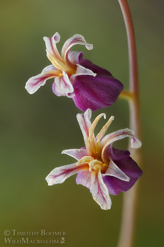 Mountain jewelflower (Streptanthus tortuosus). Lake Margaret Trail, Eldorado National Forest, Sierra Nevada, El Dorado County, California, USA. Stock Photo ID=PLA0675