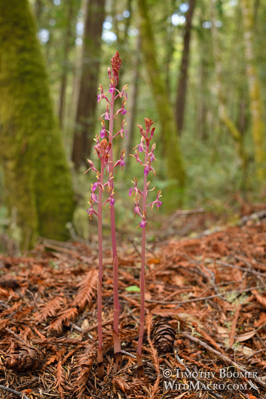 Pacific coralroot (Corallorhiza mertensiana).  Kruse Rhododendron State Natural Reserve, Sonoma County, California, USA. Stock Photo ID=PLA0552