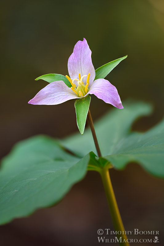 Pacific trillium (Trillium ovatum ssp. ovatum). Salt Point State Park, Sonoma County, California, USA.  Stock Photo ID=PLA0655