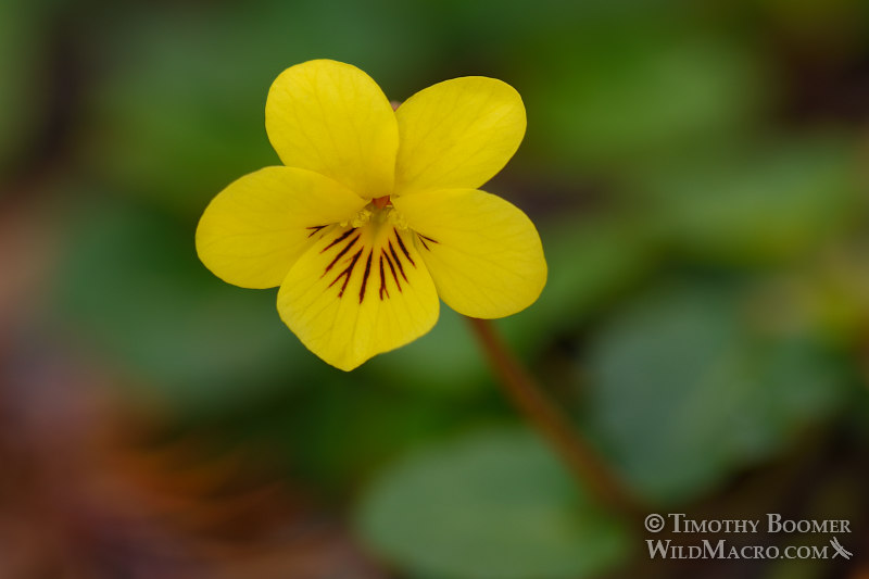Redwood violet (Viola sempervirens).  Salt Point State Park, Sonoma County, California, USA.  Stock Photo ID=PLA0542