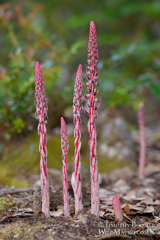 Sugarstick (Allotropa virgata).  Salt Point State Park, Sonoma County, California, USA.  Stock Photo ID=PLA0558