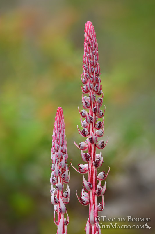 Sugarstick (Allotropa virgata).  Salt Point State Park, Sonoma County, California, USA.  Stock Photo ID=PLA0559
