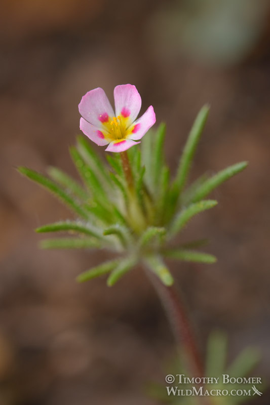Whiskerbrush (Leptosiphon ciliatus).  Carson Pass, Eldorado National Forest, Sierra Nevada, Alpine County, California, USA.  Stock Photo ID=PLA0590