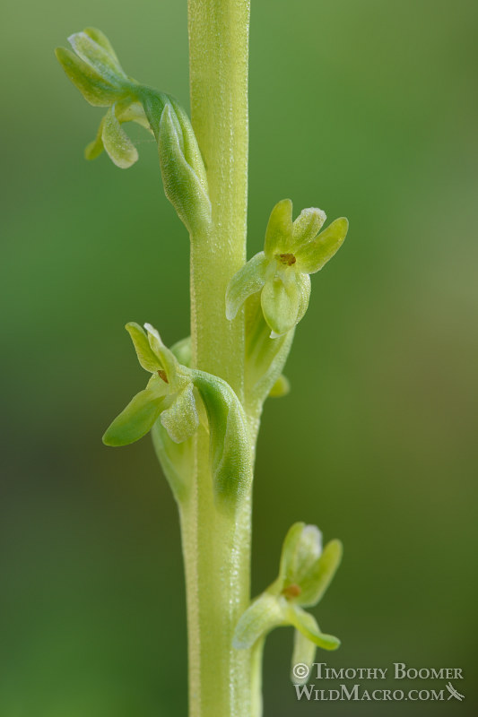Alaska rein orchid (Piperia unalascensis).  Eldorado National Forest, Sierra Nevada, El Dorado County, California.  Stock Photo ID=PLA0410