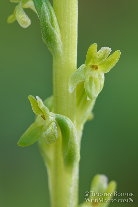 Alaska rein orchid (Piperia unalascensis).  Eldorado National Forest, Sierra Nevada, El Dorado County, California.  Stock Photo ID=PLA0411