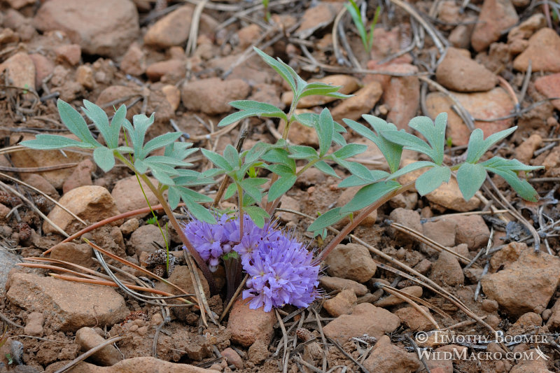 Alpine waterleaf or woolen breeches (Hydrophyllum alpestre) (previously H. capitatum var. alpinum).  Sagehen Creek, Nevada County, CA.  Stock Photo ID=PLA0297