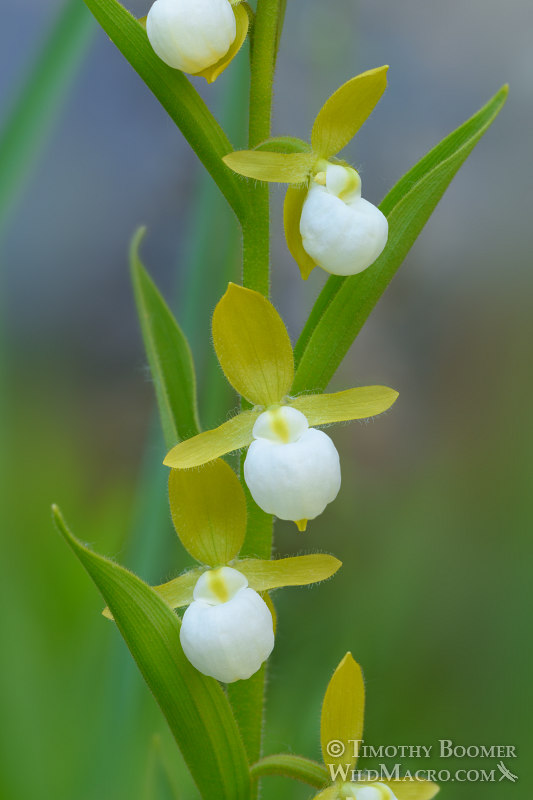 California lady's slipper orchid (Cypripedium californicum).  Plumas National Forest, Sierra Nevada, Plumas County, California, USA.  Stock Photo ID=PLA0504