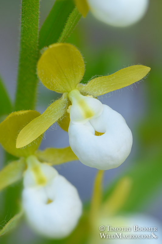 California lady's slipper orchid (Cypripedium californicum).  Plumas National Forest, Sierra Nevada, Plumas County, California, USA.  Stock Photo ID=PLA0505