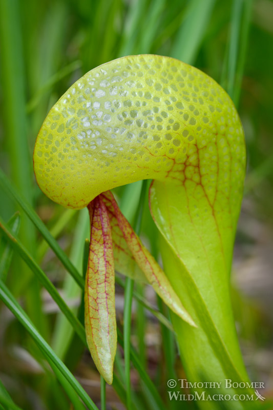California pitcher plant (Darlingtonia californica).  Butterfly Valley Botanical Area, Plumas National Forest, Plumas County, CA. Stock Photo ID=PLA0374