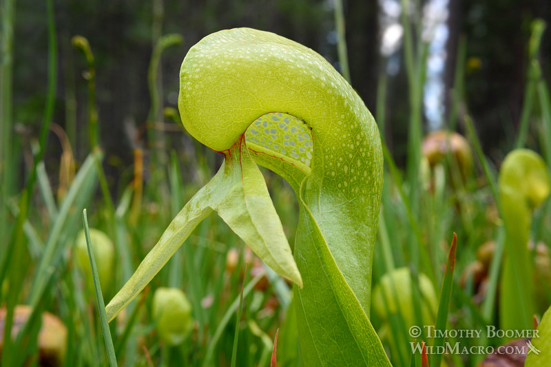 California pitcher plant (Darlingtonia californica).  Butterfly Valley Botanical Area, Plumas National Forest, Plumas County, CA. Stock Photo ID=PLA0380