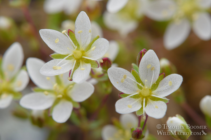 California sandwort (Minuartia californica).  Traverse Creek Botanical Special Interest Area, Eldorado National Forest, Sierra Nevada, El Dorado County, California, USA. Stock Photo ID=PLA0481