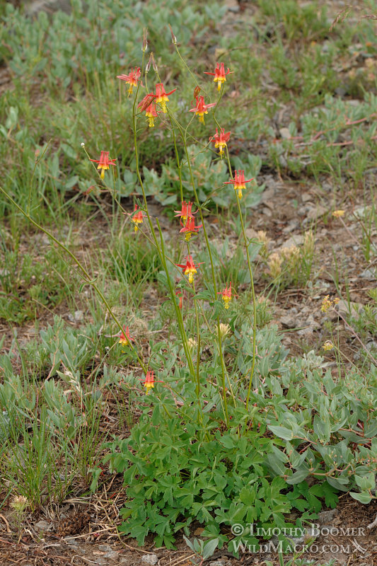 Crimson columbine (Aquilegia formosa).  Carson Pass, Eldorado National Forest, Alpine County, CA.  Stock Photo ID=PLA0164