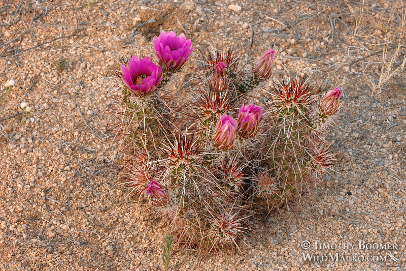 Engelmann's hedgehog cactus (Echinocereus engelmannii).  Joshua Tree National Park, California.  Stock Photo ID=PLA0323